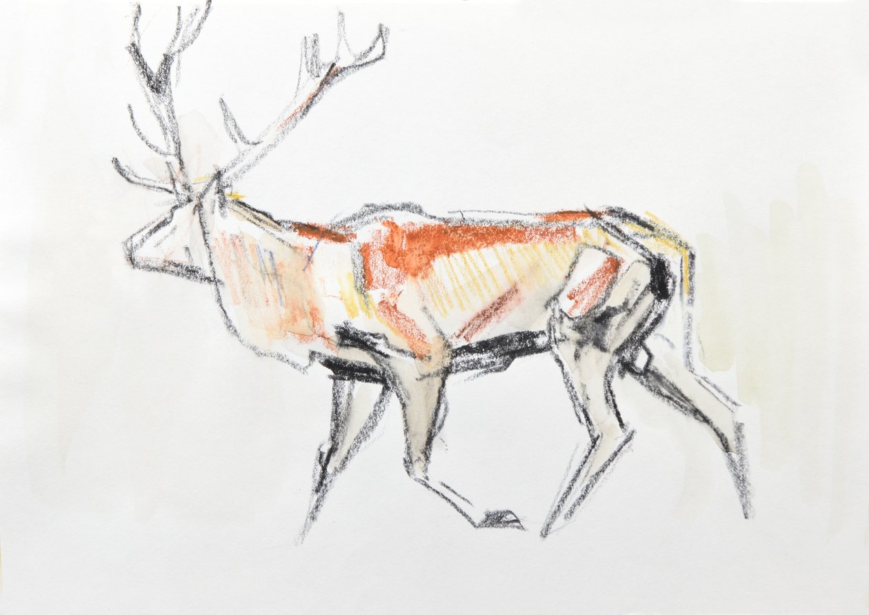 Red Deer Stag, 2020 (akvarell på papir) av David Mayer