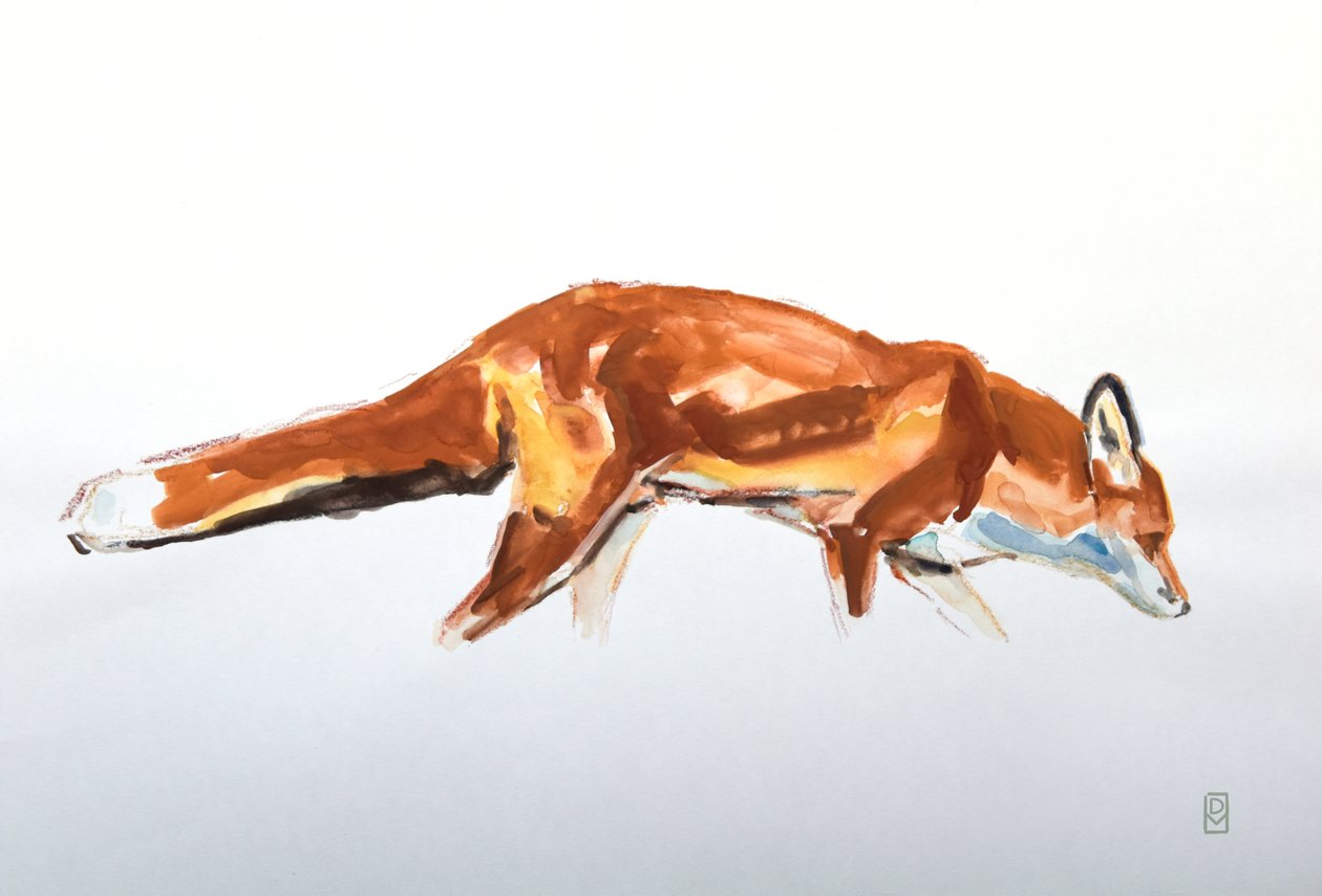 Red Fox, 2020 (akvarell og fargestift) av David Mayer