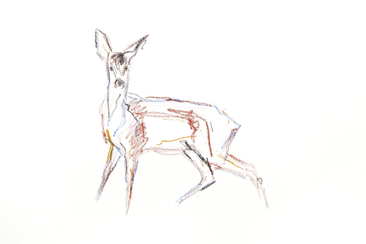 Roe Deer Young, 2021 (fargestift på papir) av David Mayer