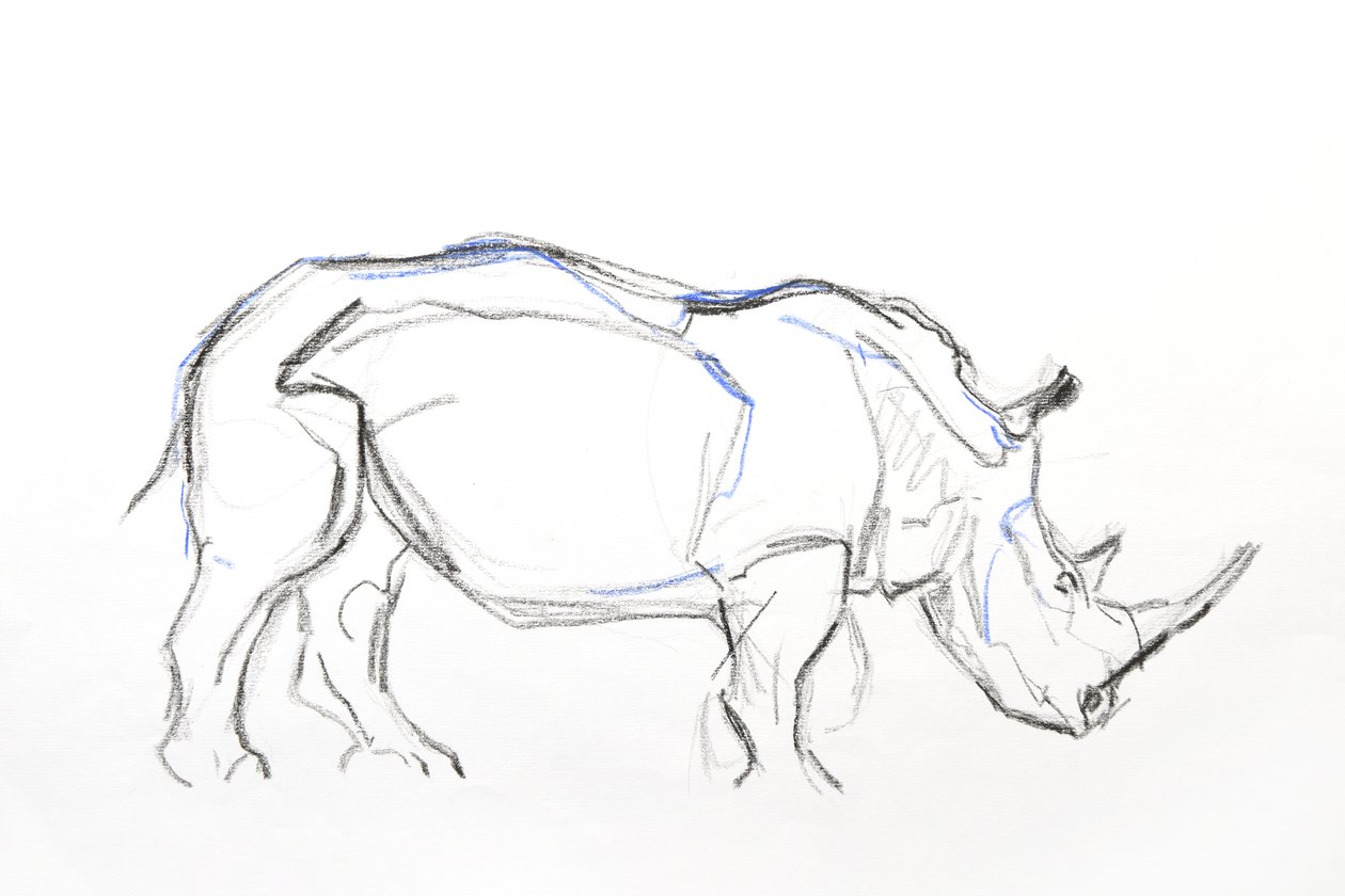 White Rhino, 2021 (fargestift og akvarell på papir) av David Mayer