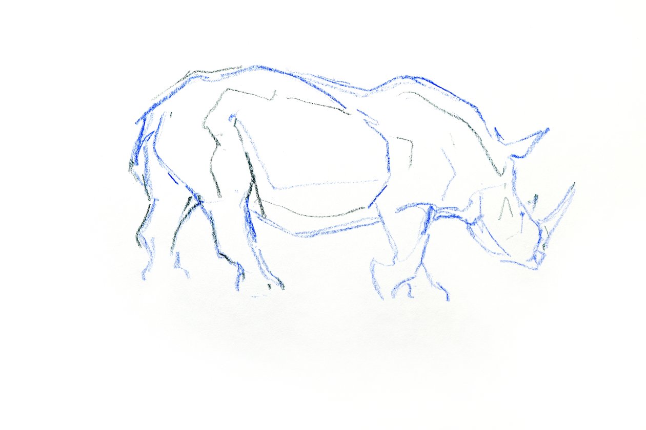 White Rhinoceros, 2020 (fargestift på papir) av David Mayer