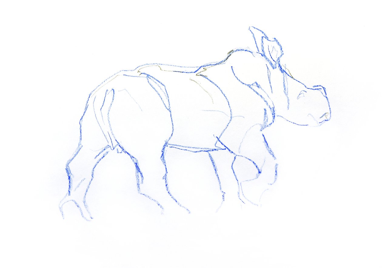 White Rhinoceros-kalv, 2020 (fargestift på papir) av David Mayer