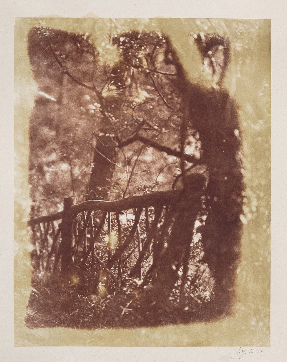 Gjerde og trær i Colinton Wood (saltpapirtrykk fra kalorinegativ) av David Octavius Hill