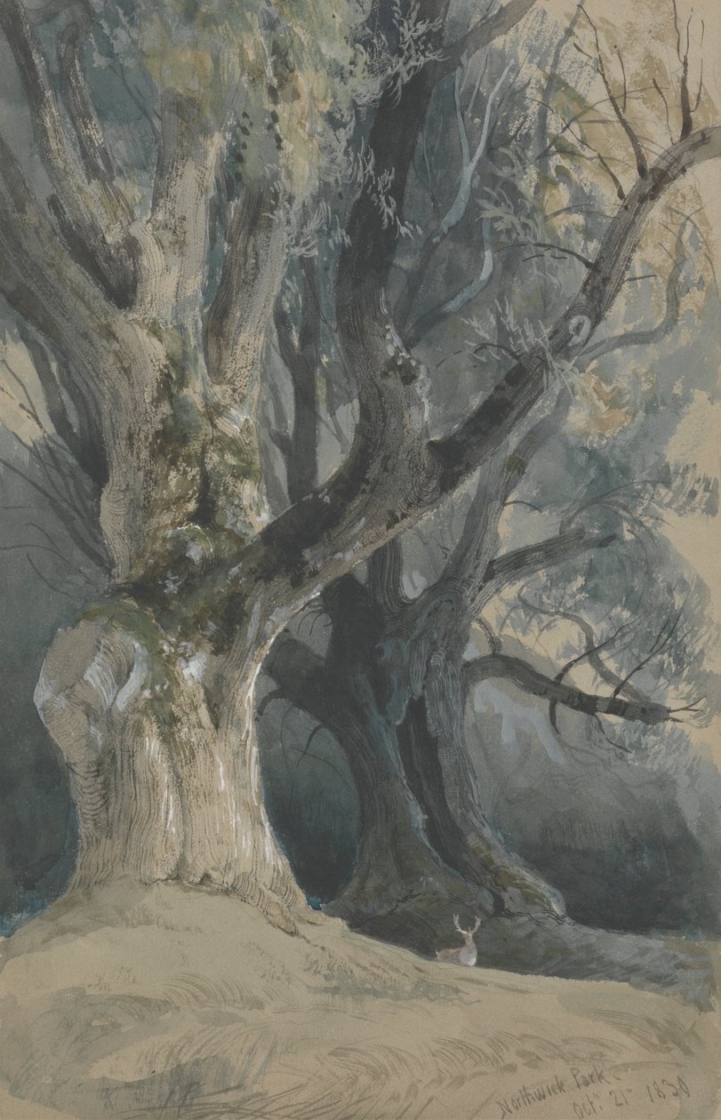 Trær i Northwick Park av David Roberts