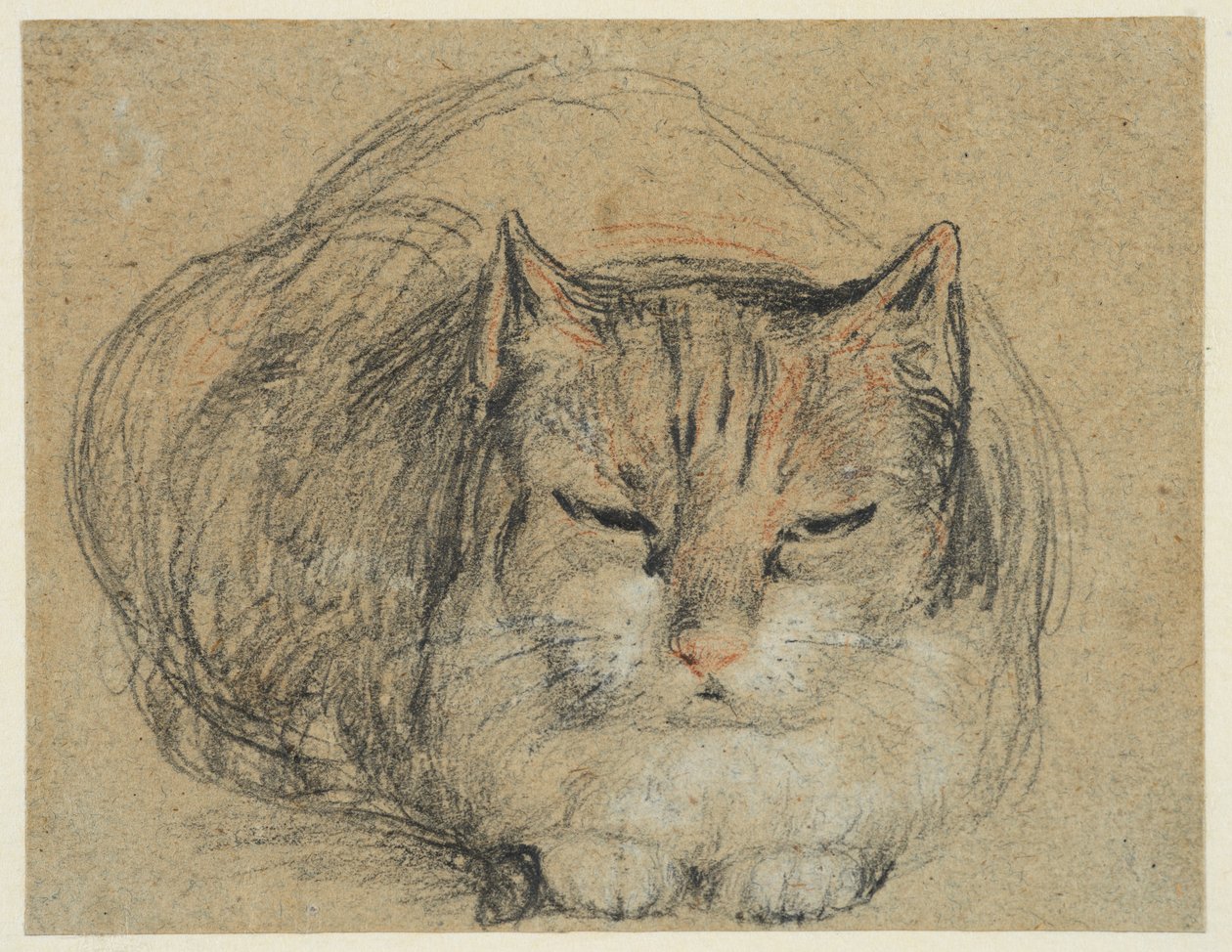 Katt, studie for #39;The Cut Finger#39; (recto), ca. 1809 (svart, rødt og hvitt kritt, svart og hvitt kritt på lagt papir) av David Wilkie