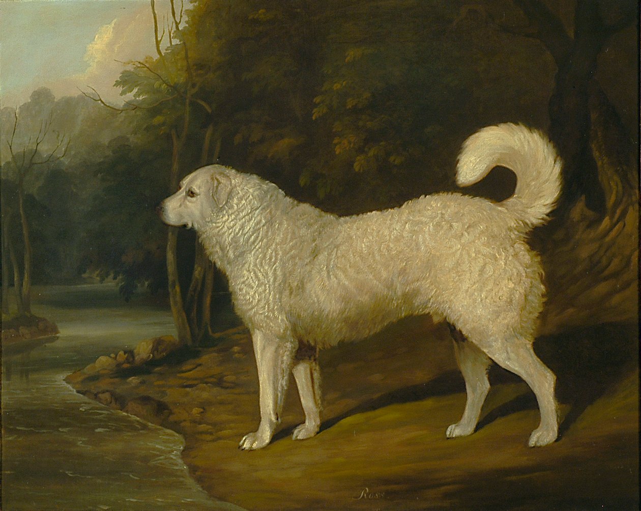 Portrett av en hund, Ross av David of York Dalby