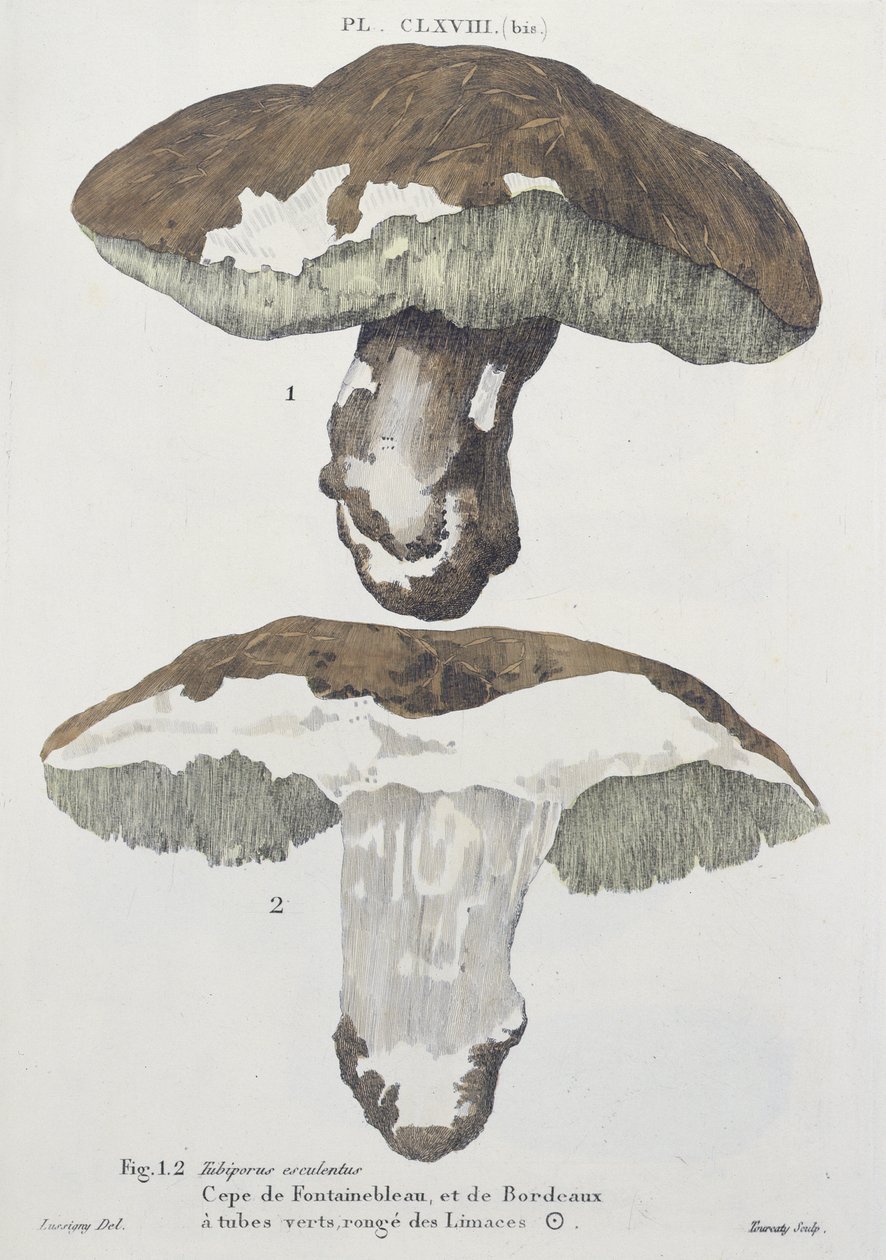 Tubiporus esculentus, plate 168 fra 