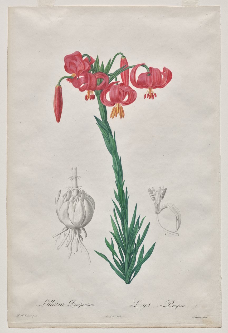 Lillium Pomponium (Turban Lily), tallerken 7 fra Les Liliacées av De Gouy