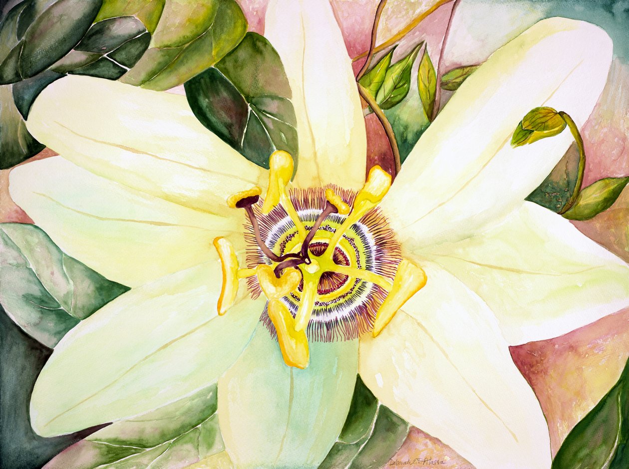 Pasjonsblomst, 2007 (akvarell) av Deborah Eve Alastra