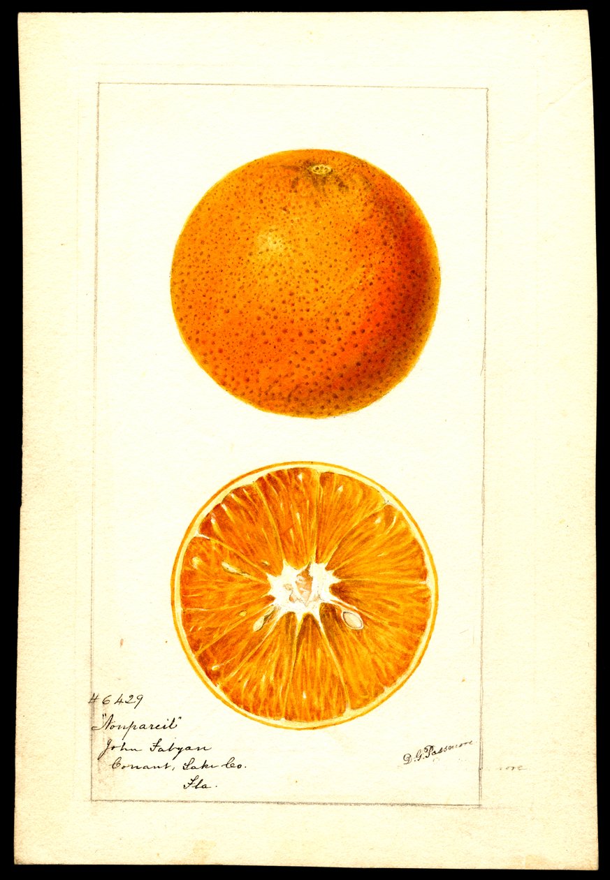 Appelsiner. Citrus sinensis: Nonpareil (akvarell på papir) av Deborah Griscom Passmore