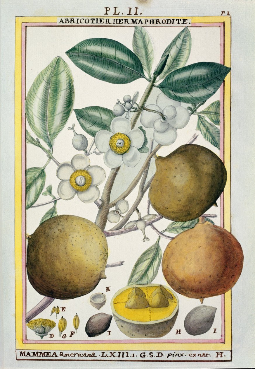 Hermafroditt aprikostre, fra 