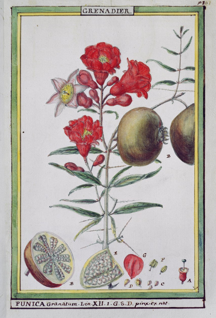 Granatepletre, fra Florindie eller Historie physico-economic des vegetaux de la Torride, 1789 av Delahaye