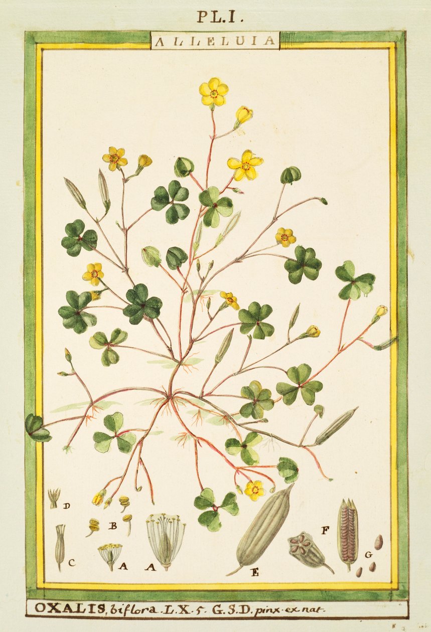 Bermuda smørblomst (Oxalis biflora eller pes-caprae), akvarell av Delahaye av Delahaye Delahaye