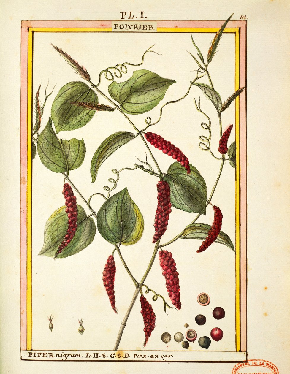 Sort pepper mais (Piper nigrum), akvarell av Delahaye av Delahaye Delahaye