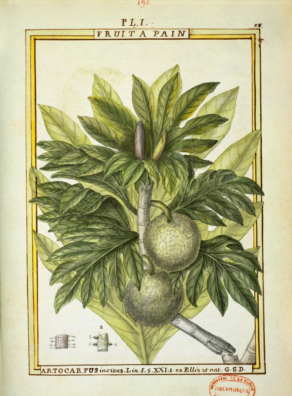 Brødfrukt (Artocarpus altilis), akvarell av Delahaye av Delahaye Delahaye