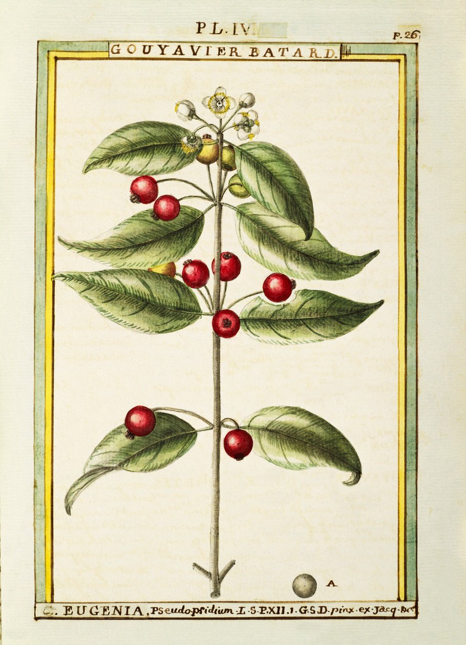 Brush Cherry (Eugenia pseudo-pridium), akvarell av Delahaye av Delahaye Delahaye