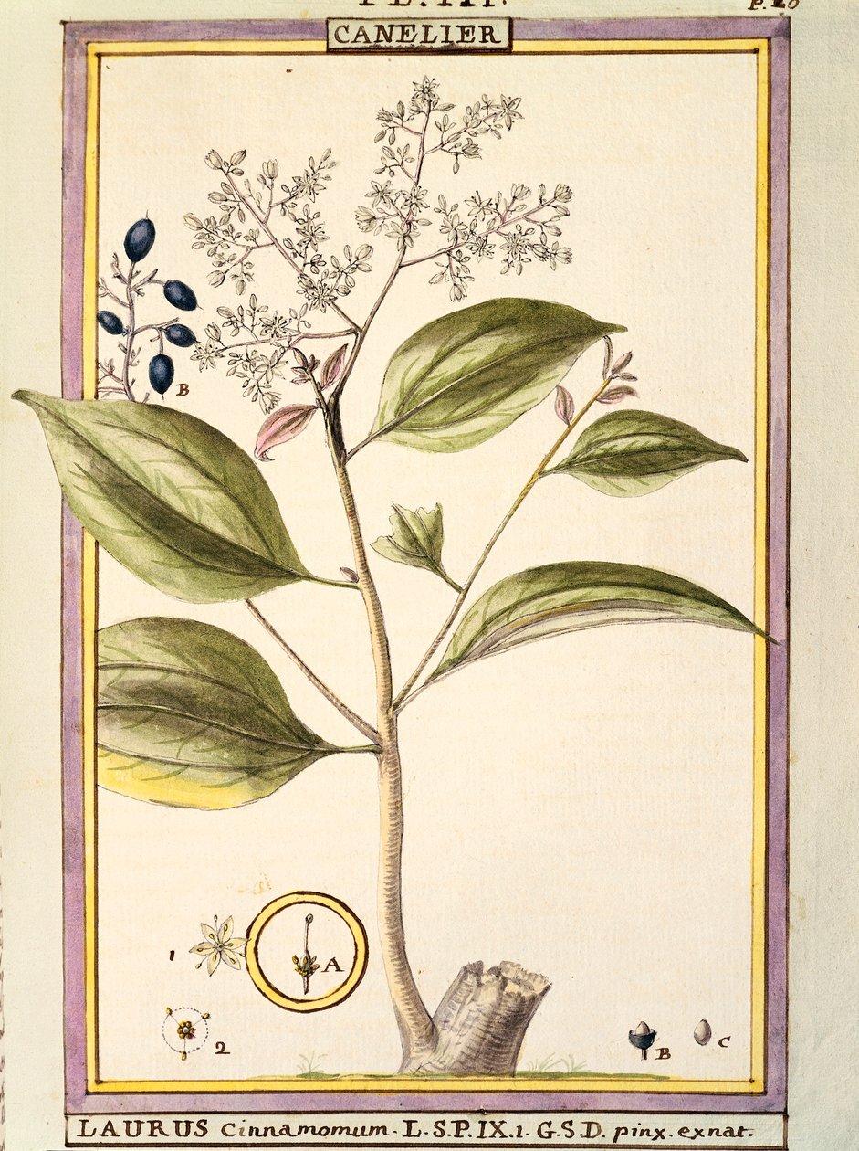 Kanel (Laurus cinnamomum), akvarell av Delahaye av Delahaye Delahaye