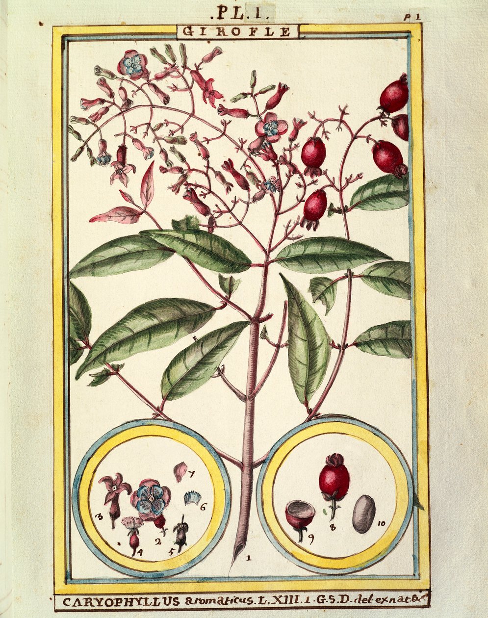 Nellik (Caryophyllus Aromaticus), akvarell av Delahaye av Delahaye Delahaye