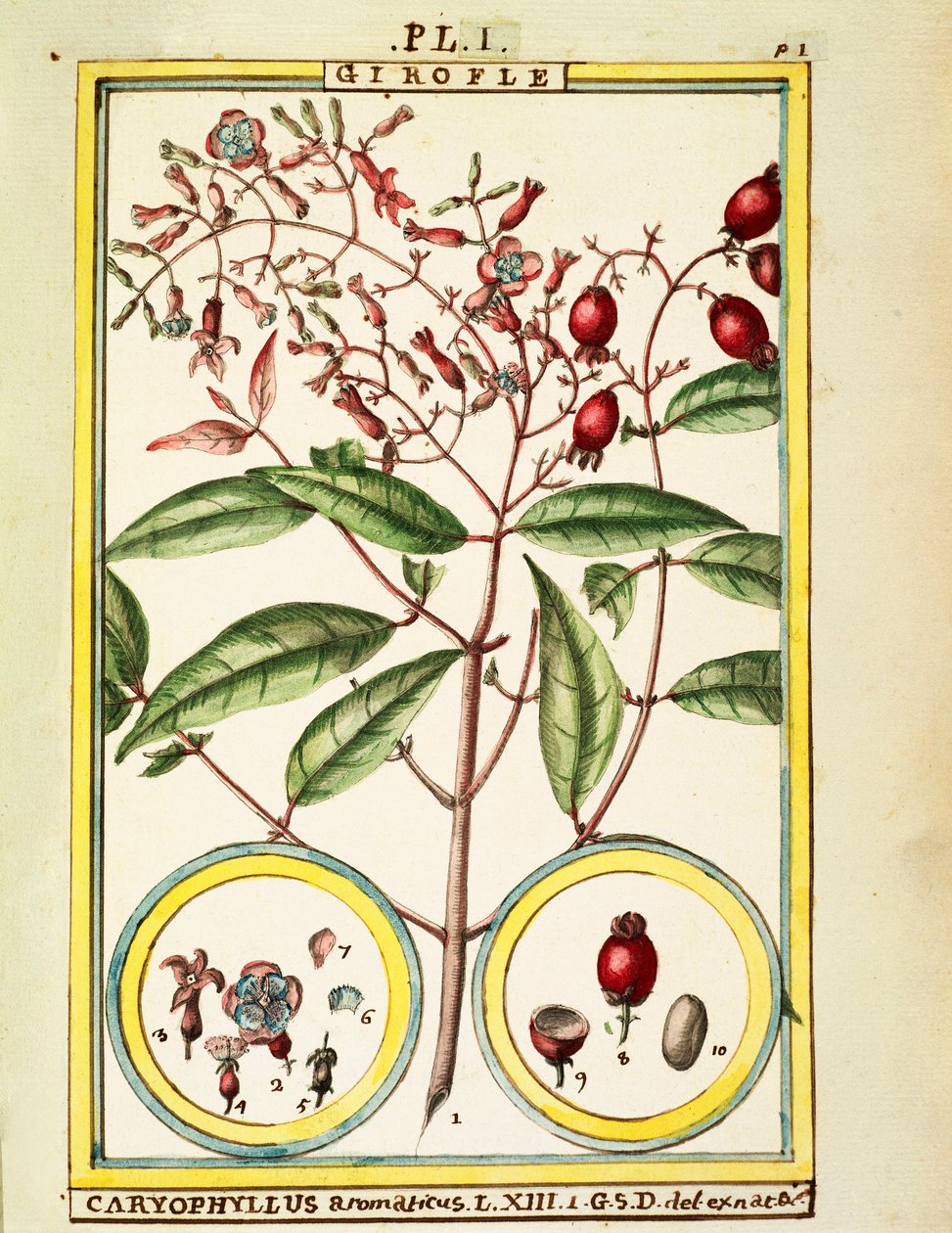 Nellik (Caryophyllus Aromaticus), akvarell av Delahaye av Delahaye Delahaye