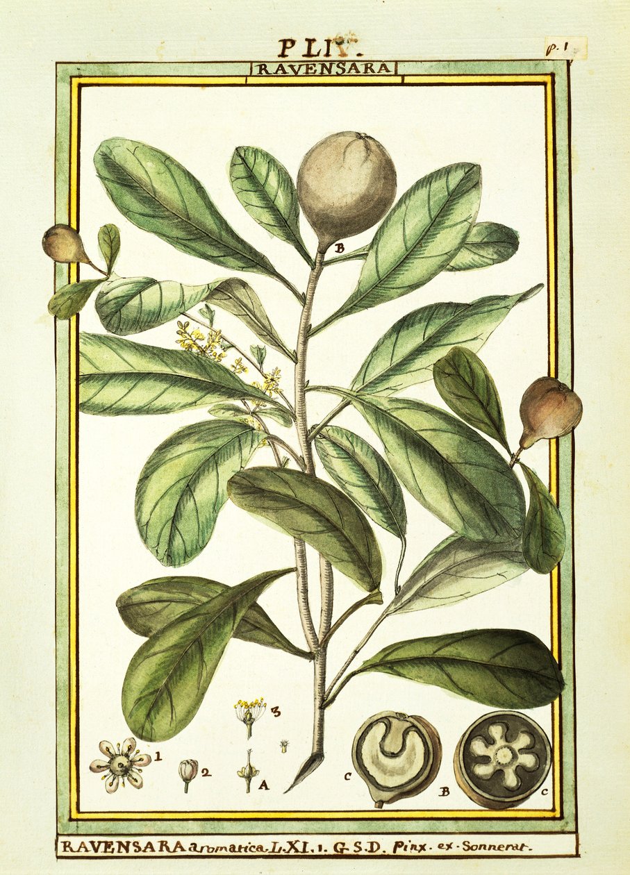 Cryptocarya Aromatica, akvarell av Delahaye av Delahaye Delahaye