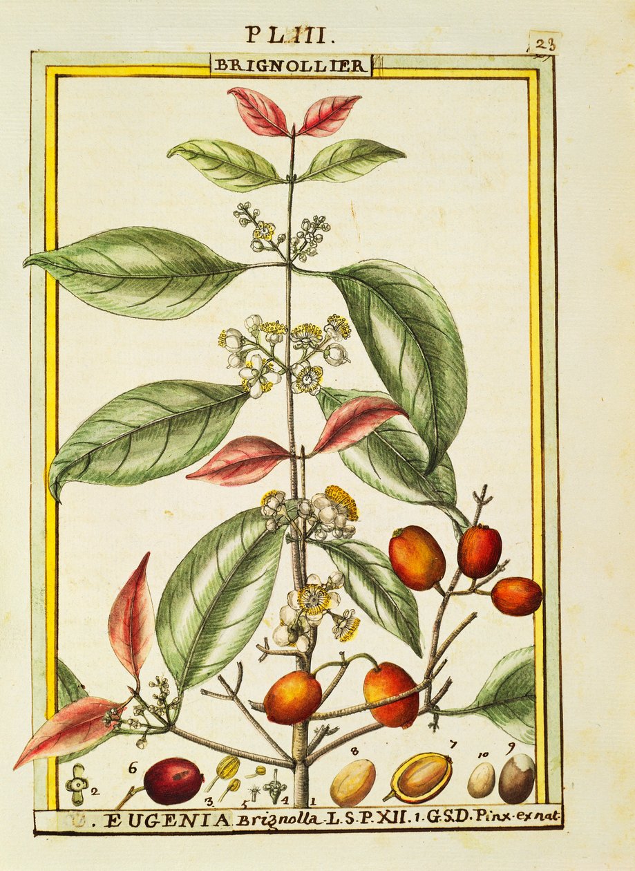 Eugenia Brignolla, akvarell av Delahaye av Delahaye Delahaye