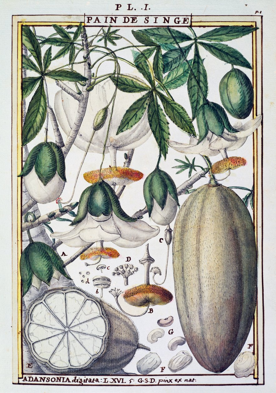 Frukter og blomster av baobabtre (Adansonia digitata) av Delahaye, fra Florindie eller Historie physico-economic des Vegetaux de la Torride av Delahaye Delahaye