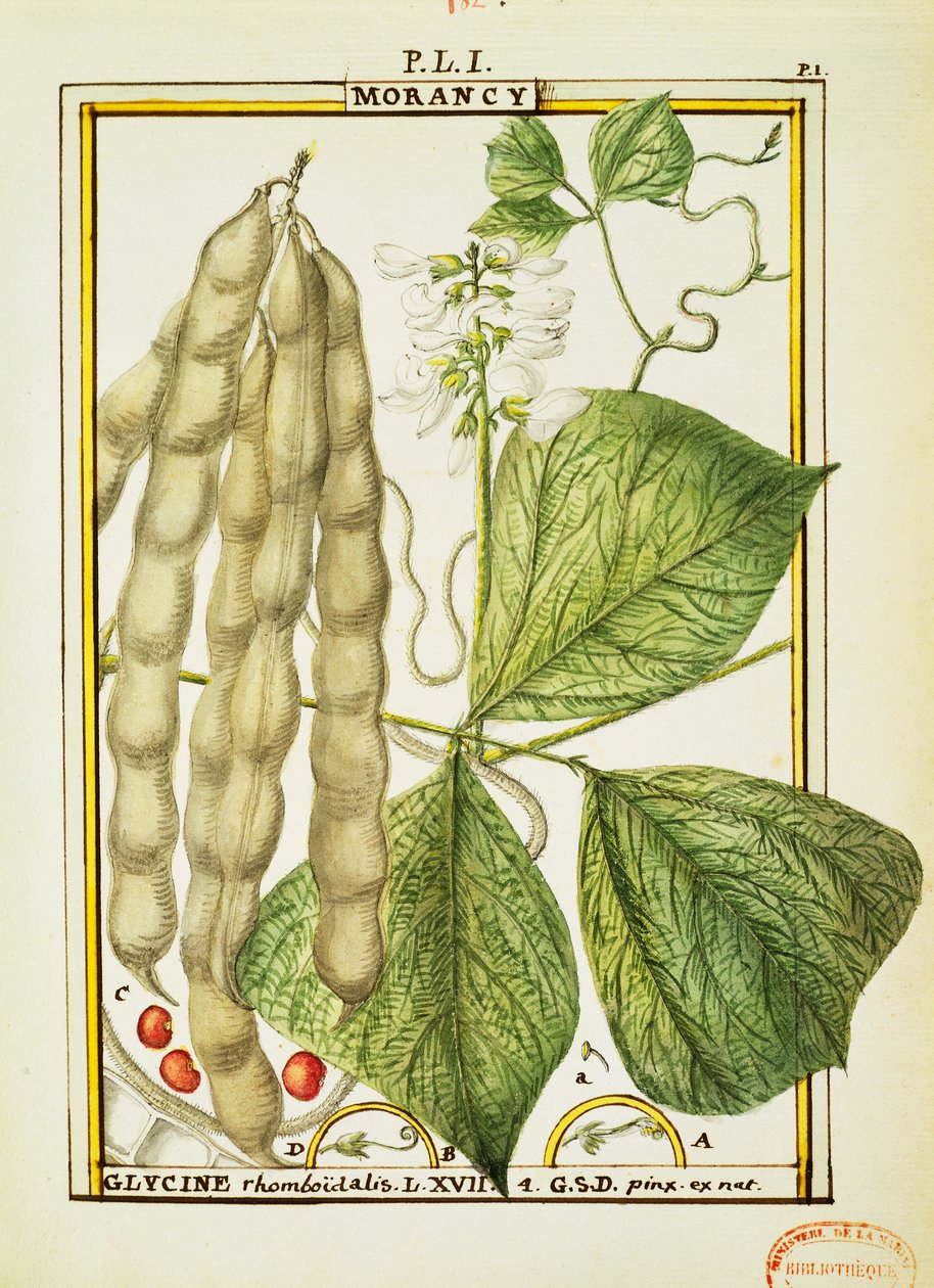Glycine Rhomboidalis, akvarell av Delahaye av Delahaye Delahaye