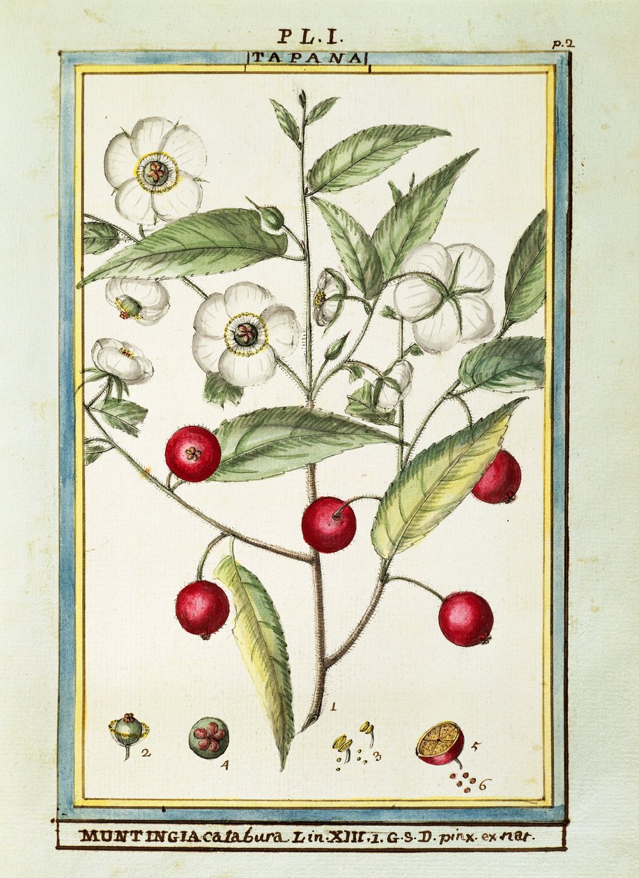 Jamaicansk kirsebær (Muntingia calabura), akvarell av Delahaye av Delahaye Delahaye