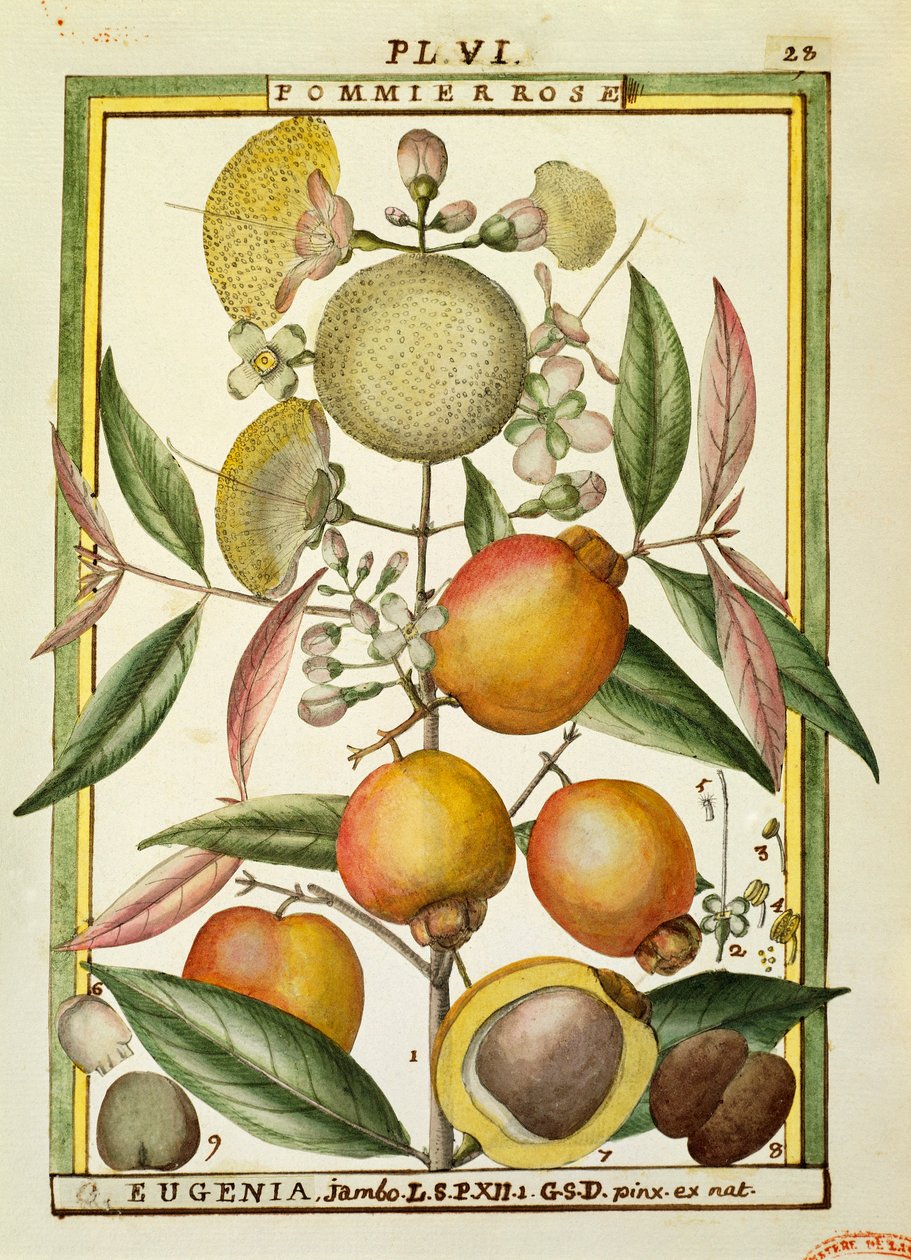 Malabar plomme eller roseeple (Eugenia Jambos eller Syzygium Jambos), akvarell av Delahaye av Delahaye Delahaye
