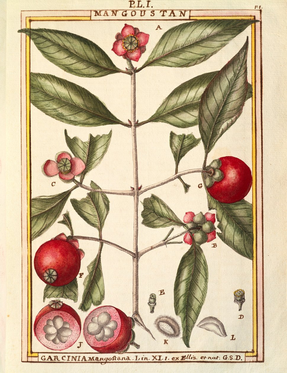 Mangostan (Garcinia mangostana), akvarell av Delahaye av Delahaye Delahaye