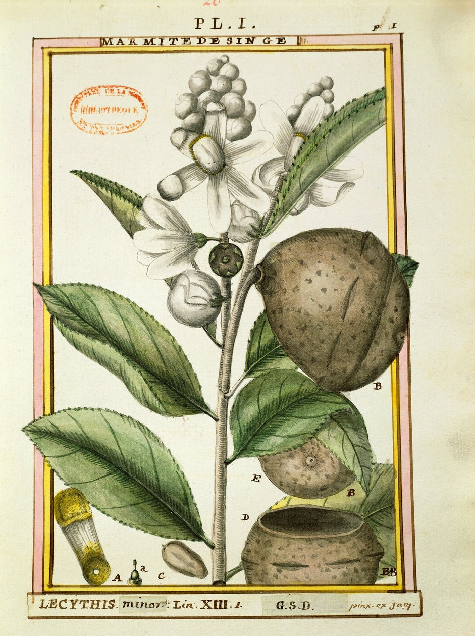 Monkey Pot Nut (lecythis minor), akvarell av Delahaye av Delahaye Delahaye