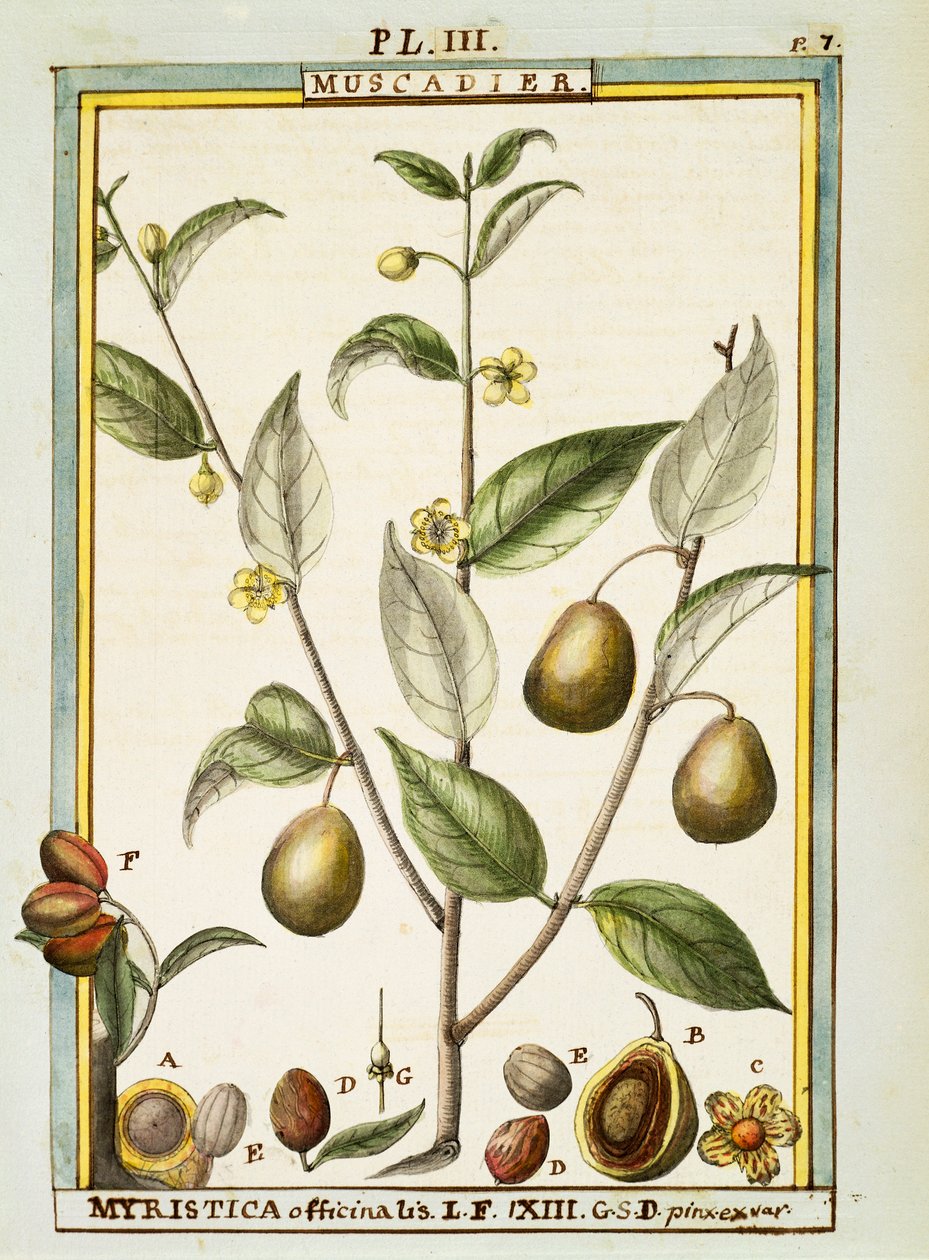 Muskat (Myristica fragrans eller officinalis), akvarell av Delahaye av Delahaye Delahaye