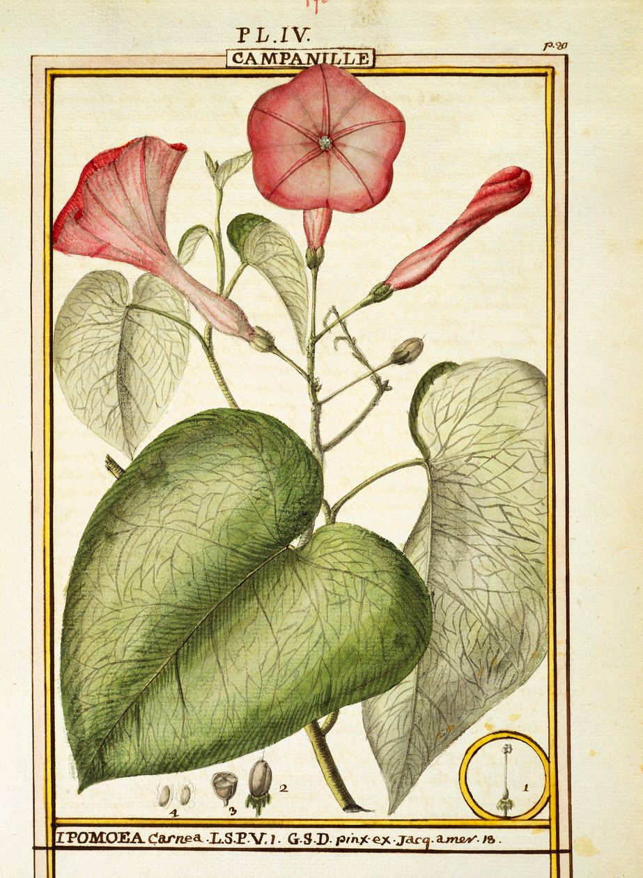 Pink Morning Glory (Ipomoea Carnea), akvarell av Delahaye av Delahaye Delahaye