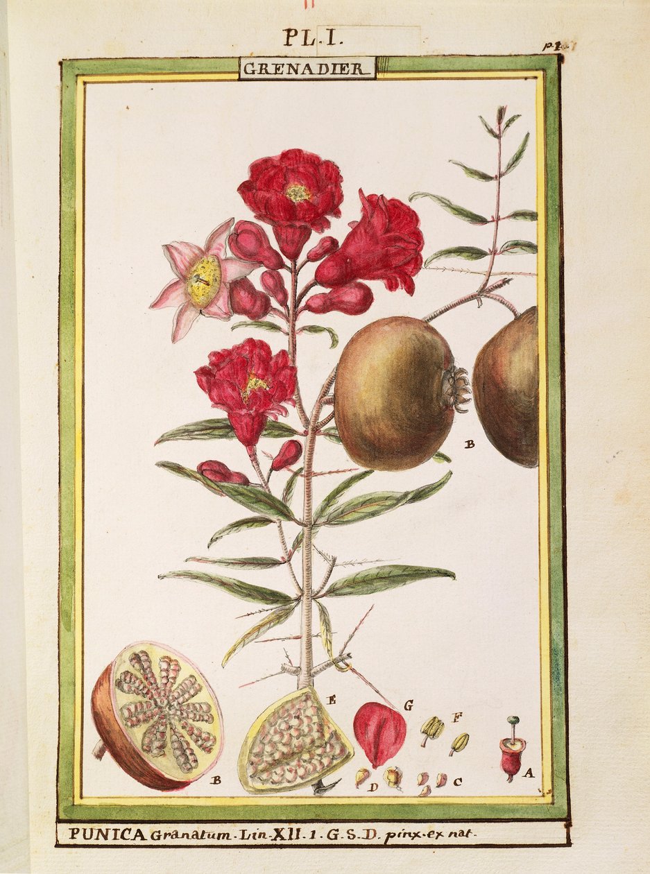 Granateple (Punica granatum), akvarell av Delahaye av Delahaye Delahaye