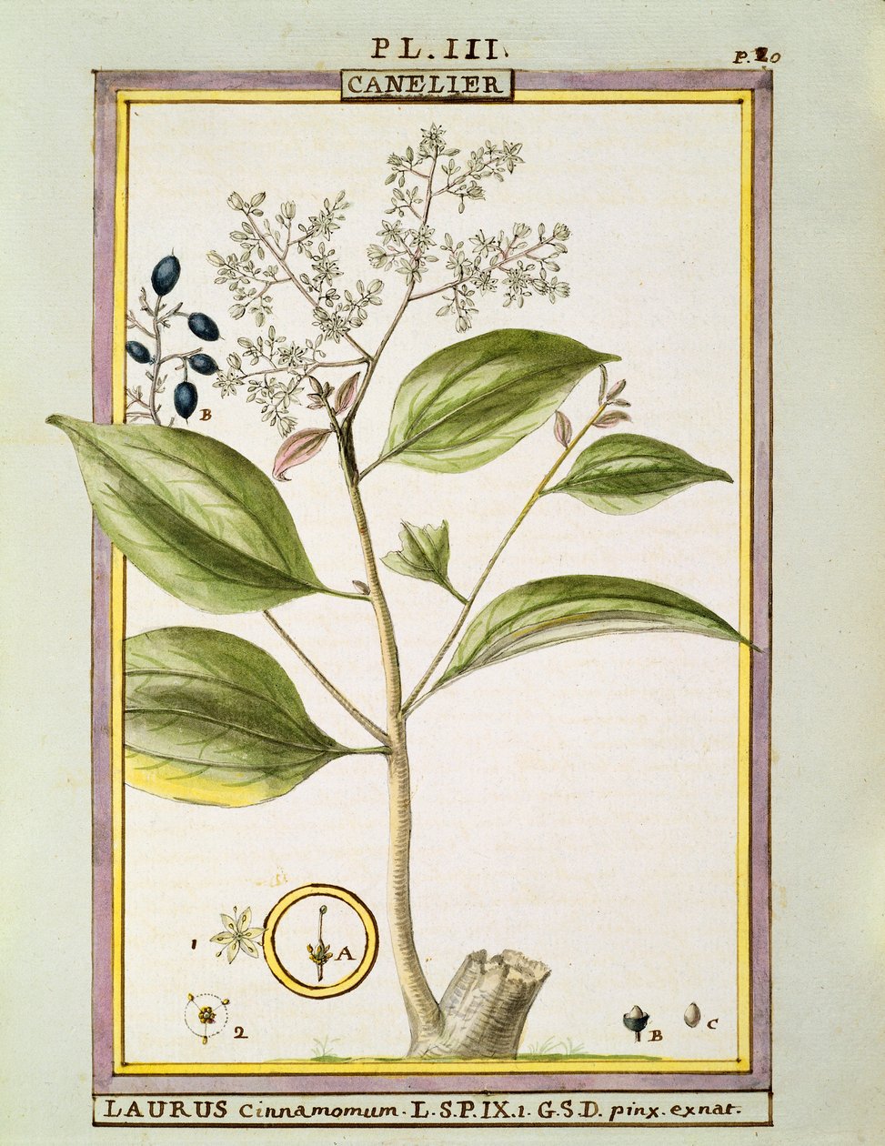 True Cinnamon (Cinnamomum Verum), akvarell av Delahaye av Delahaye Delahaye