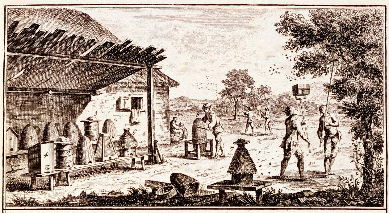 Birøkt, fra Dictionary of Sciences, c.1770 gravering av 746836 av Denis Diderot