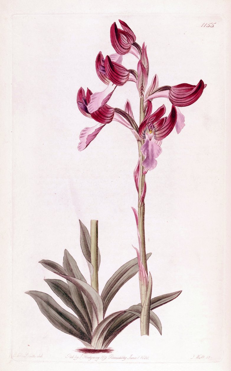 Illustrasjon av Anacamptis papilionacea av Designer