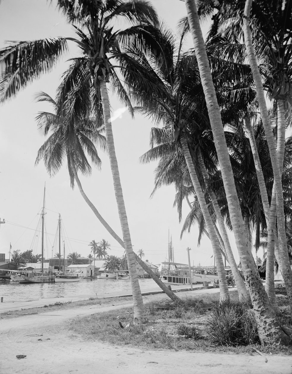 Kokosnøttrær langs bryggene, Miami, Florida, ca. 1900-15 av Detroit Publishing Co.
