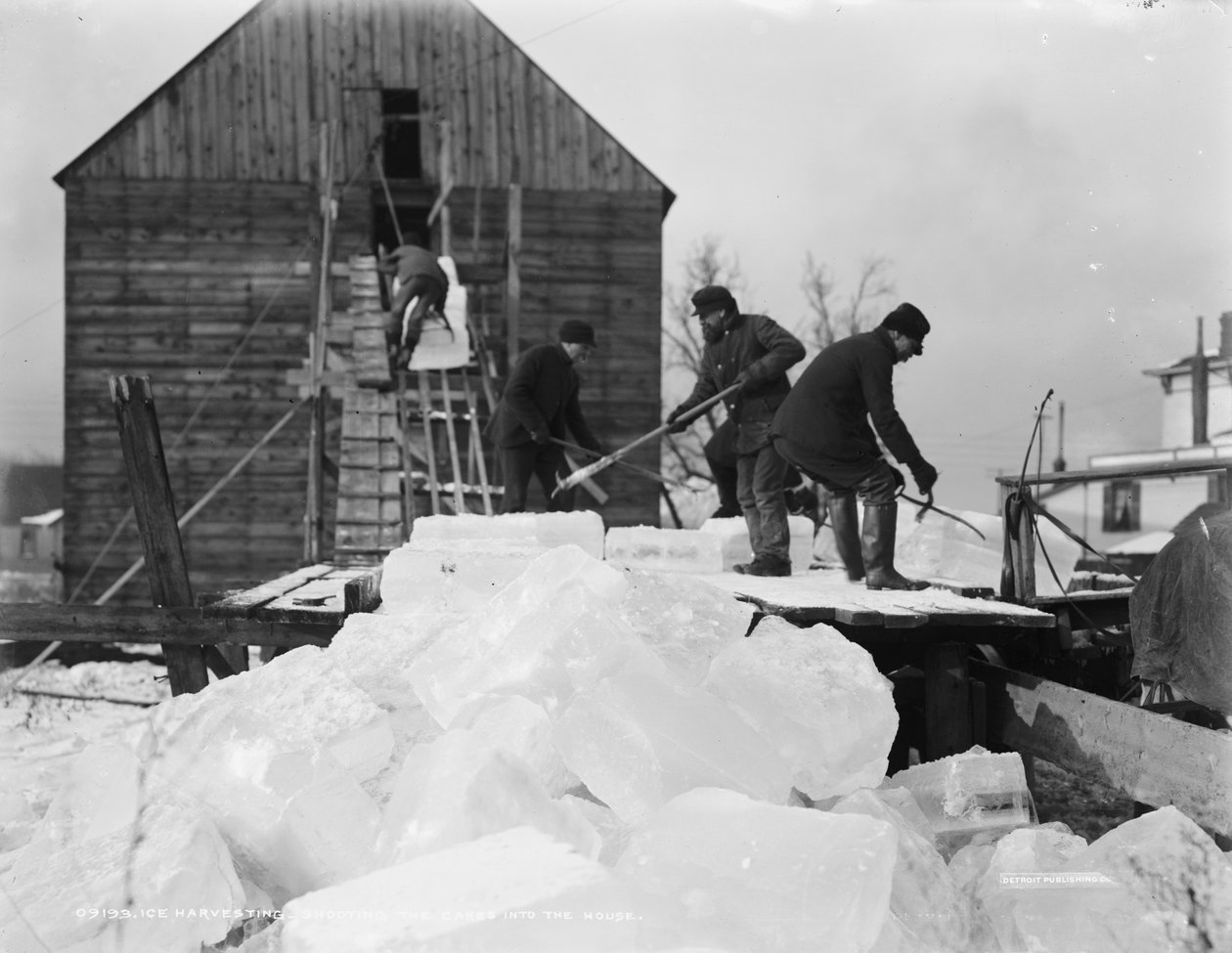 Ishøsting, skyting av kakene inn i huset, ca. 1903 av Detroit Publishing Co.