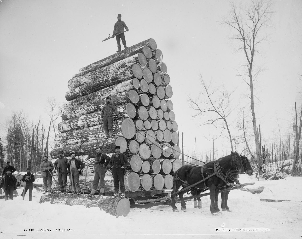 Logger en stor last, Michigan, ca. 1880-99 av Detroit Publishing Co.