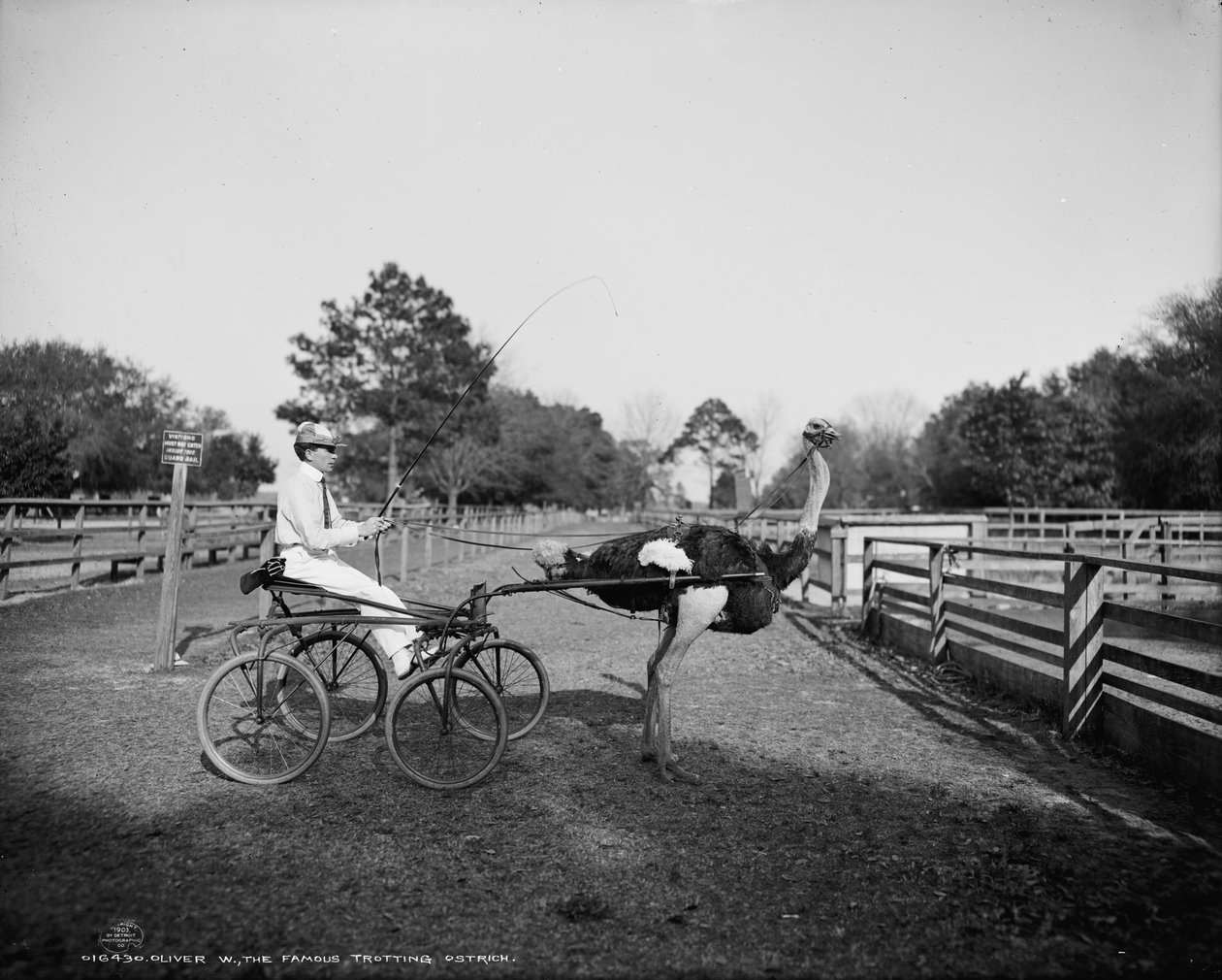 Oliver W., den berømte travstrutsen, på Florida Ostrich Farm, Jacksonville, 1903 av Detroit Publishing Co.