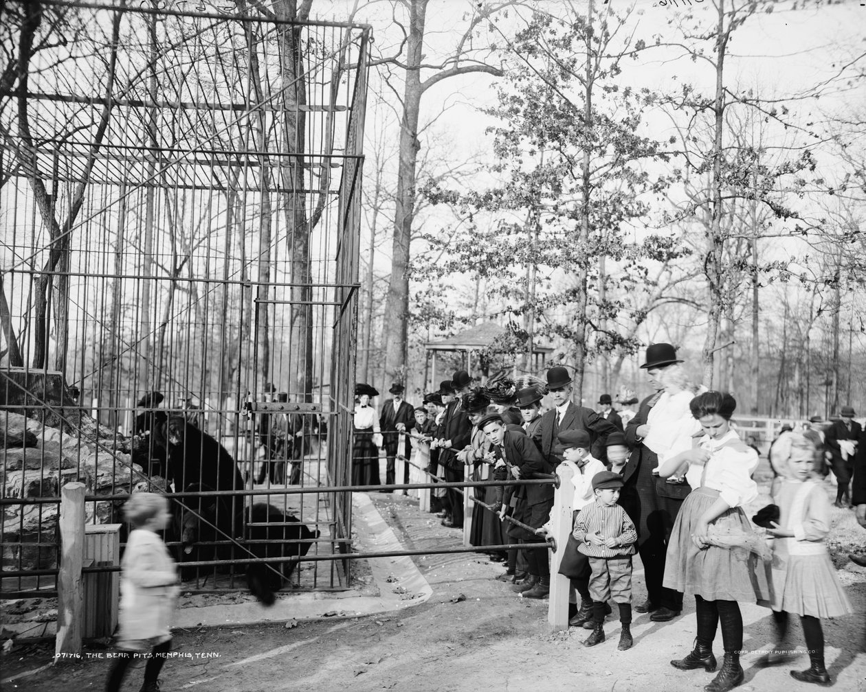 The Bear Pits, Memphis, Tennessee, ca. 1900-20 av Detroit Publishing Co.