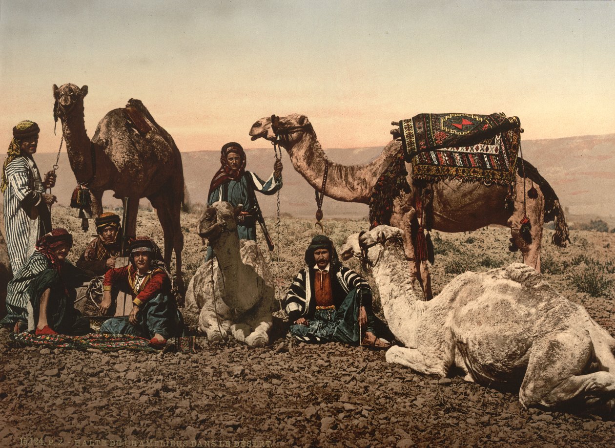 Camels Halting in the Desert, Holy Land, ca. 1890 (fotomekanisk trykk) av Detroit Photographic Co.