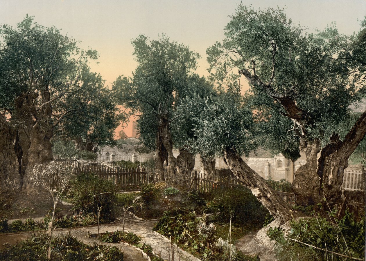 Getsemane hage, Jerusalem, Det hellige land, ca. 1890-c. 1900 (fotokromtrykk) av Detroit Photographic Co.