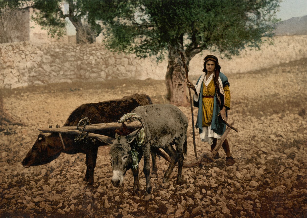 Innfødt fra Palestina som arbeider med en okse og et esel, Det hellige land, ca. 1890-c. 1900 (fotokromtrykk) av Detroit Photographic Co.