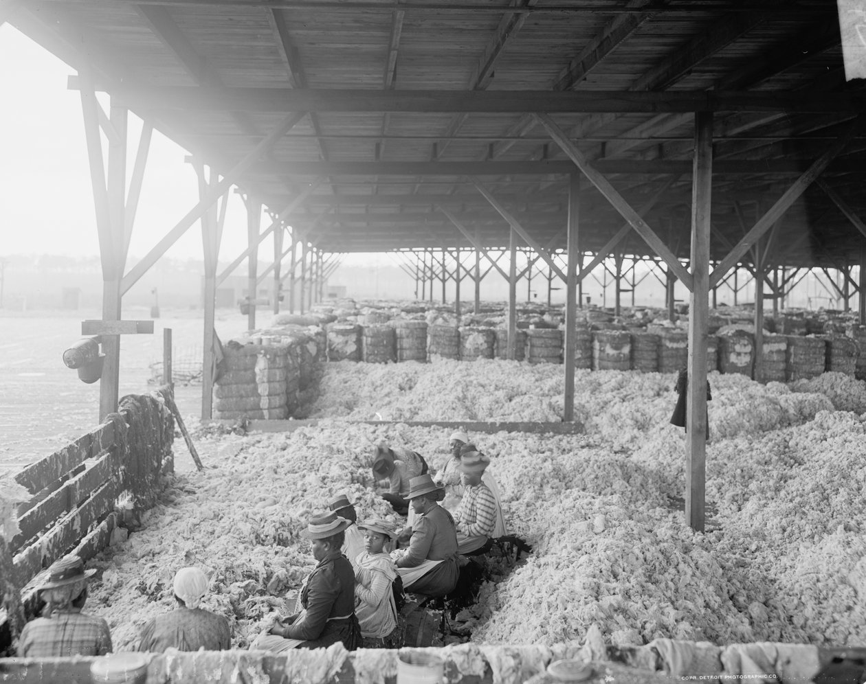 Sortering av bomull for Atlantic Cotton Compress Company, Pensacola, Florida av Detroit Publishing Co.