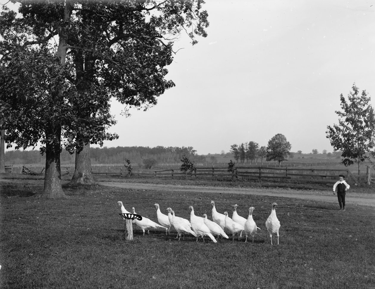 Hvite Hollandske kalkuner, 1900 av Detroit Publishing Co.