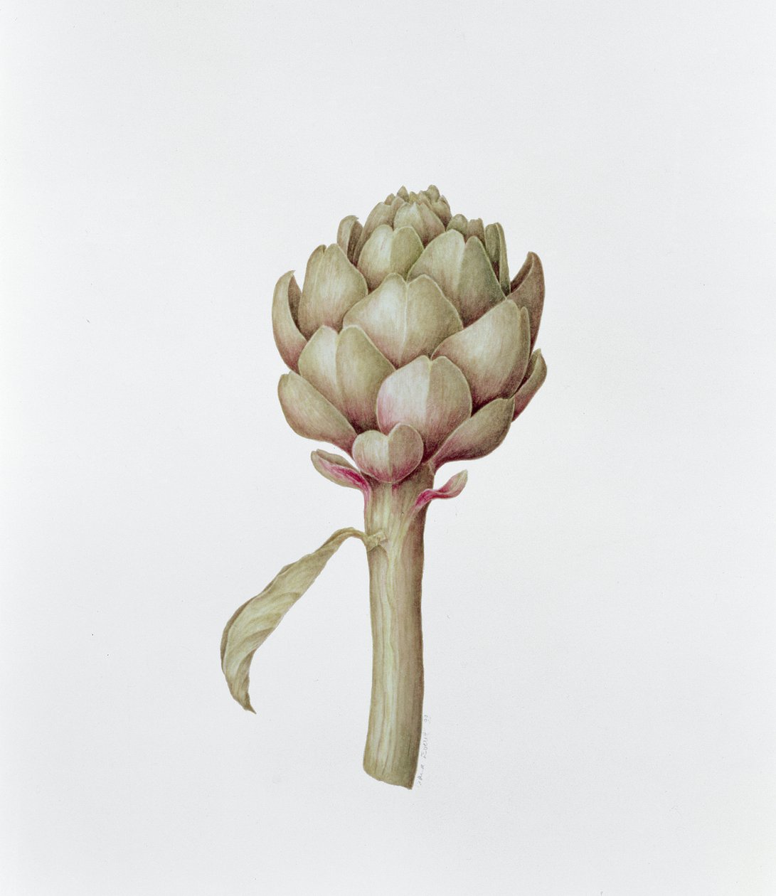 Artisjokk, 1999 av Diana Everett