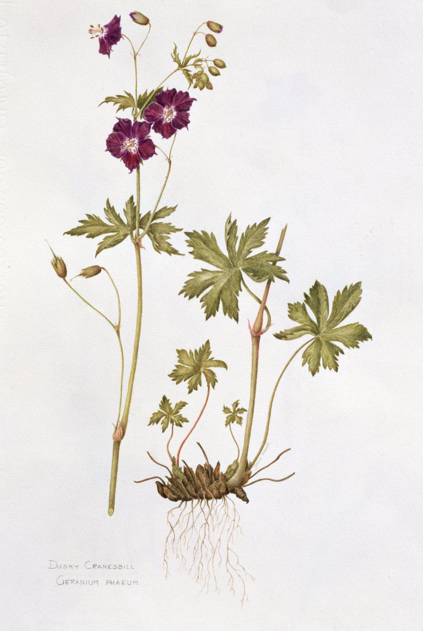 Dusky Cranesbill (wc på papir) av Diana Everett