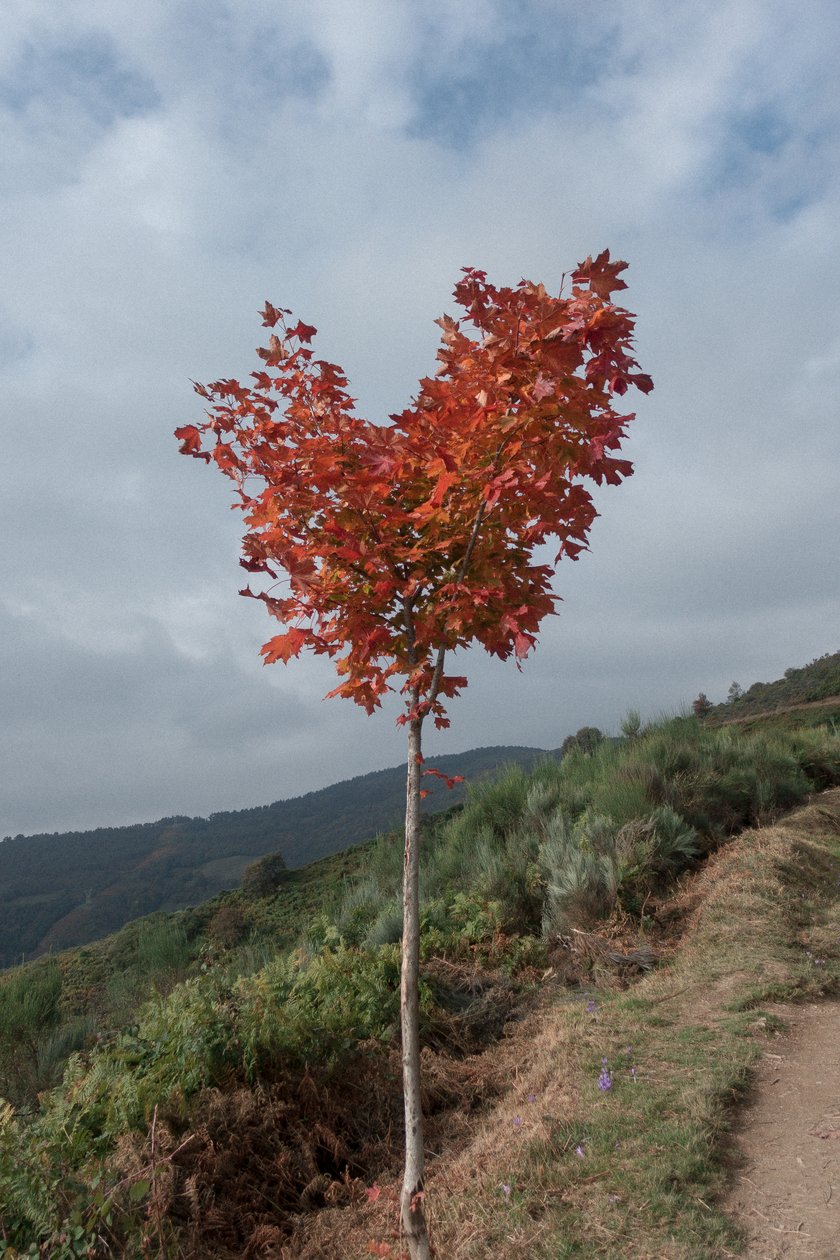Hjertetre, 2016 (digitalt fotografi) av Diego Beyro